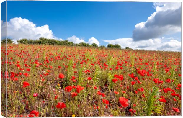 Poppy Field Under a Blue Sky Canvas Print by Apollo Aerial Photography
