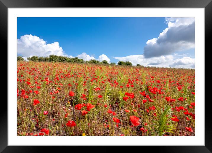 Poppy Field Under a Blue Sky Framed Mounted Print by Apollo Aerial Photography