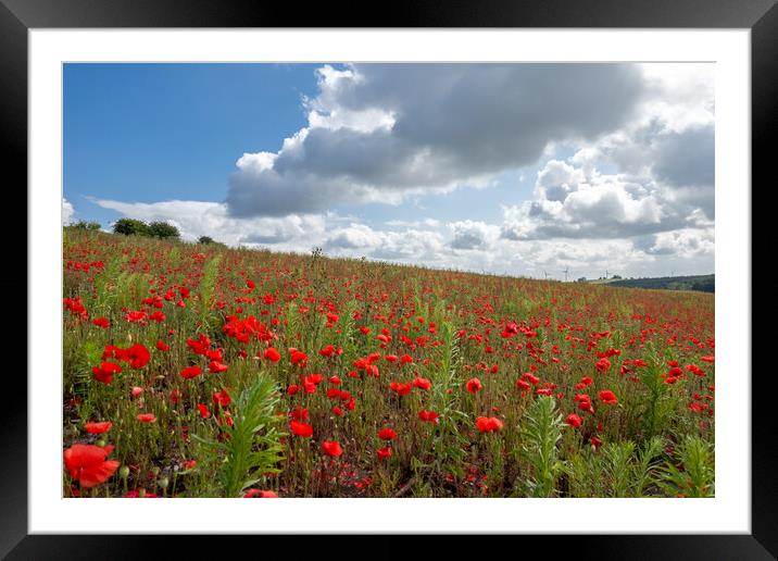 Rolling Poppy Field Framed Mounted Print by Apollo Aerial Photography