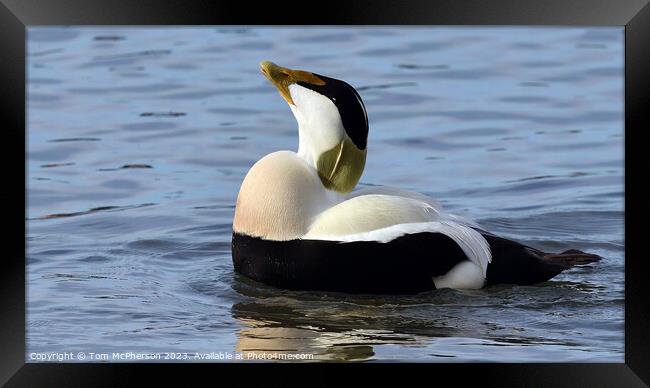 Animal bird Framed Print by Tom McPherson