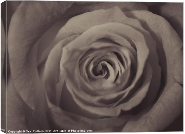 Vintage Rose Canvas Print by Neal P