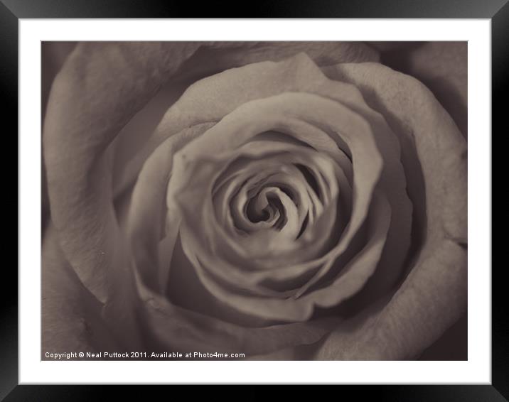 Vintage Rose Framed Mounted Print by Neal P