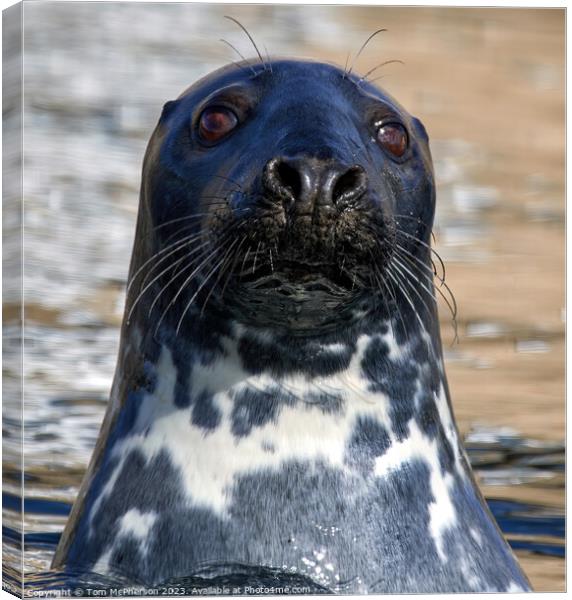 Serene Grey Seal in Burghead Harbour Canvas Print by Tom McPherson