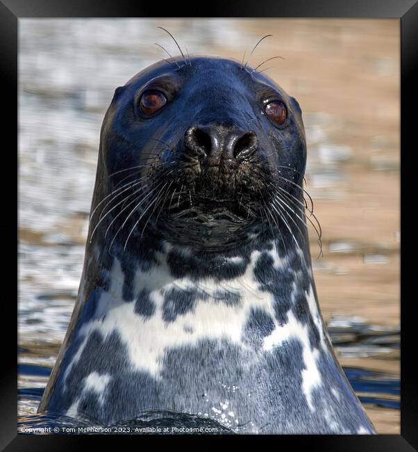 Serene Grey Seal in Burghead Harbour Framed Print by Tom McPherson