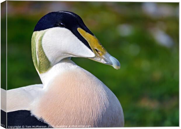 Vibrant Close-Up of a Common Eider Duck Canvas Print by Tom McPherson