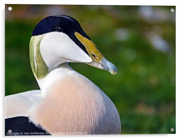 Vibrant Close-Up of a Common Eider Duck Acrylic by Tom McPherson