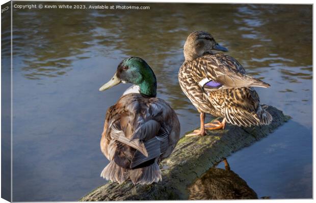 A pair of Mallard ducks ready to start a family Canvas Print by Kevin White