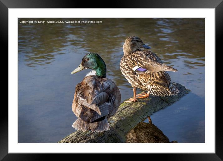 A pair of Mallard ducks ready to start a family Framed Mounted Print by Kevin White