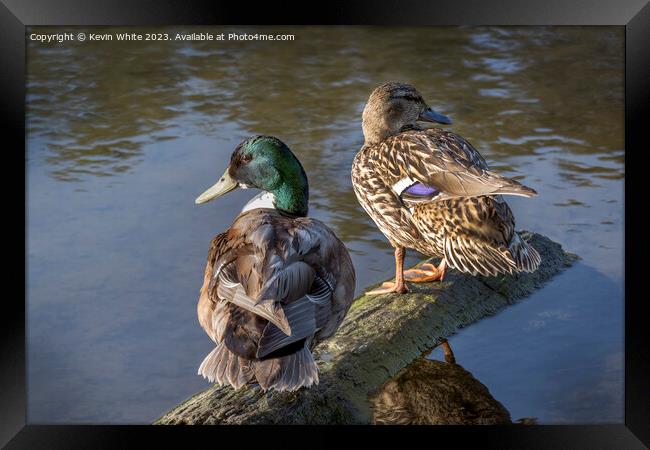 A pair of Mallard ducks ready to start a family Framed Print by Kevin White