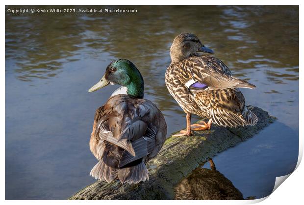A pair of Mallard ducks ready to start a family Print by Kevin White