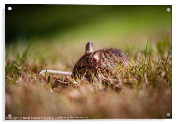 Sleeping Field Mouse Acrylic by David Macdiarmid