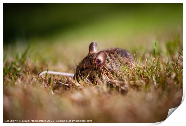 Sleeping Field Mouse Print by David Macdiarmid
