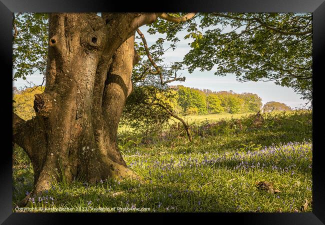 Tree Trunk in a Bluebell Field Framed Print by Kirsty Barber