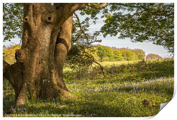 Tree Trunk in a Bluebell Field Print by Kirsty Barber