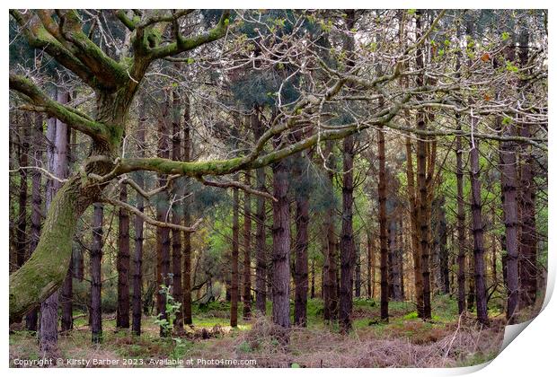 Tress in Dunwich Forest  Print by Kirsty Barber