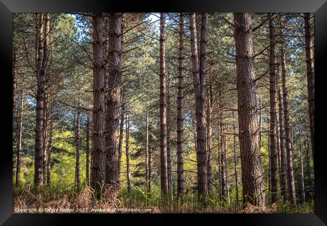 Tress in Dunwich Forest  Framed Print by Kirsty Barber
