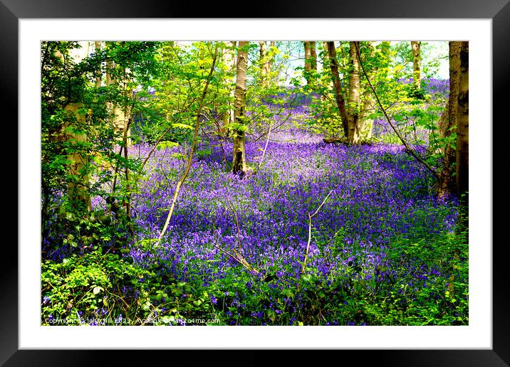 Enchanted Bluebell Woodland Framed Mounted Print by john hill