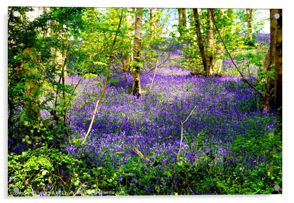 Enchanted Bluebell Woodland Acrylic by john hill