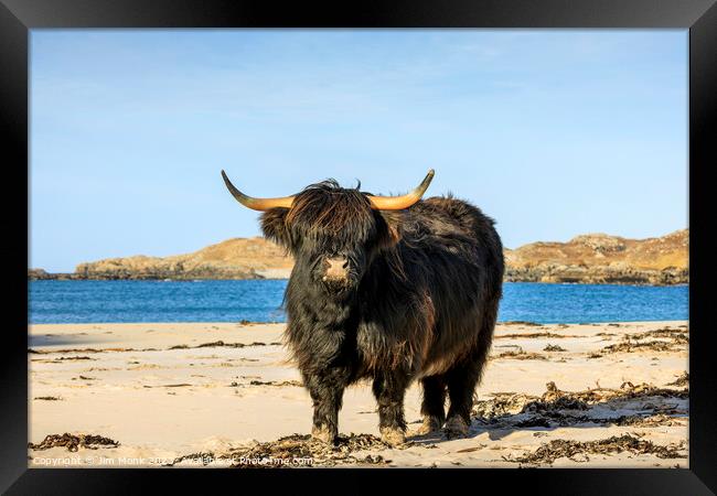 Bosta Beach Cow, Isle of Lewis Framed Print by Jim Monk