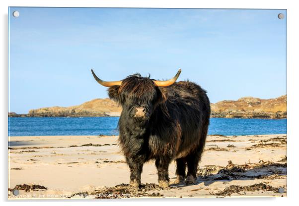 Bosta Beach Cow, Isle of Lewis Acrylic by Jim Monk