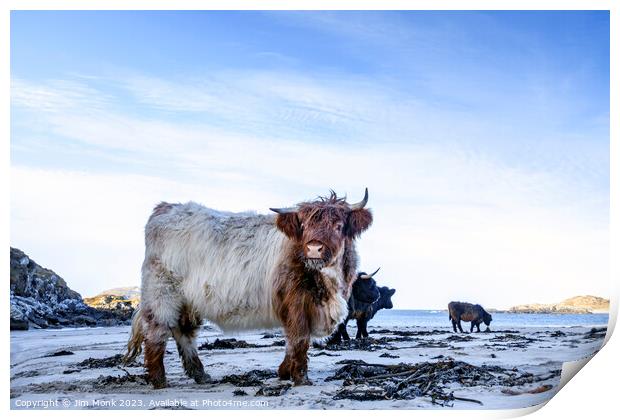 Bosta Beach Cows Print by Jim Monk