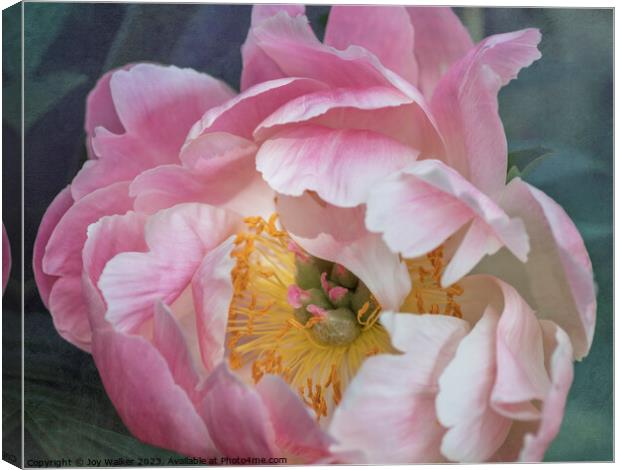 Pink Peony Flower Canvas Print by Joy Walker