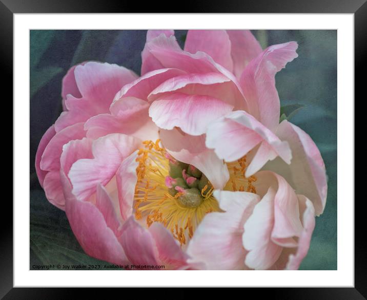 Pink Peony Flower Framed Mounted Print by Joy Walker