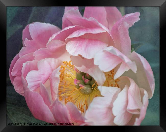 Pink Peony Flower Framed Print by Joy Walker