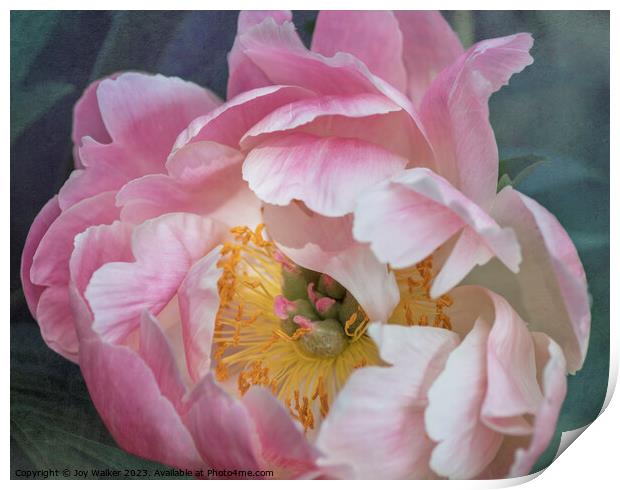 Pink Peony Flower Print by Joy Walker