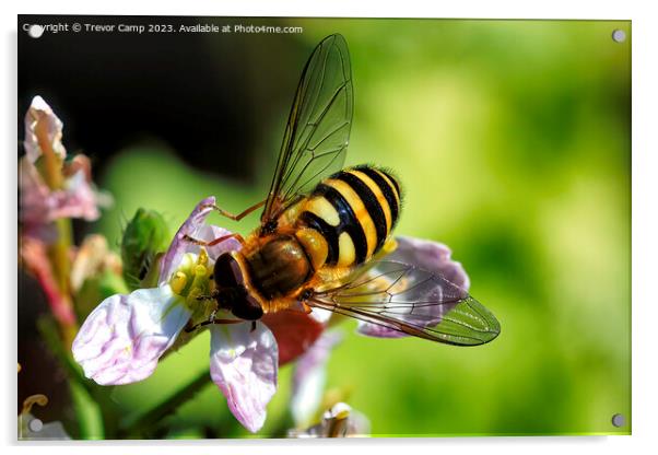 Delicate Close-Up of a Buzzing Bee Acrylic by Trevor Camp