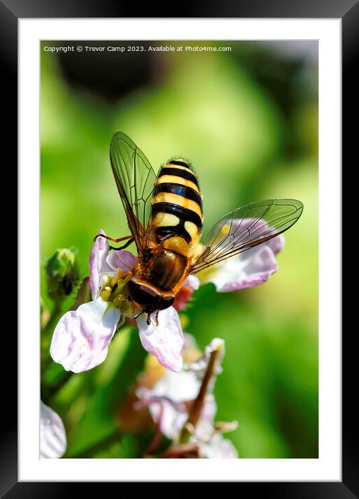 Sun-kissed Honey Bee Framed Mounted Print by Trevor Camp