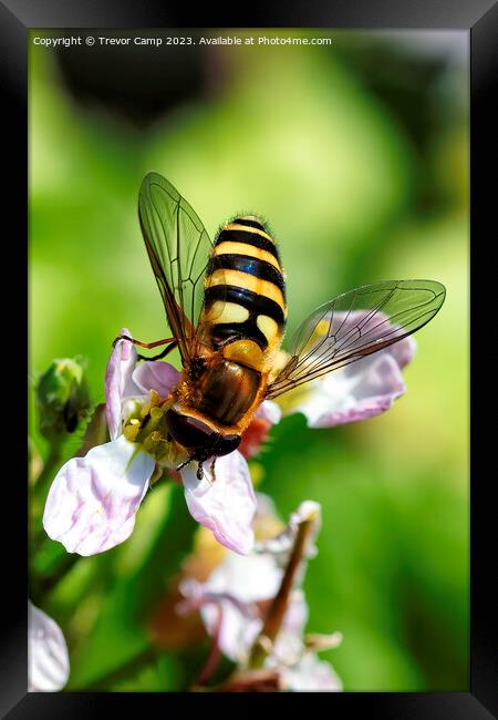 Sun-kissed Honey Bee Framed Print by Trevor Camp