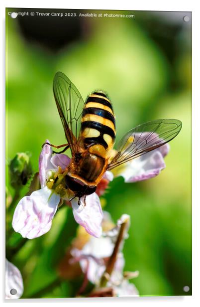 Sun-kissed Honey Bee Acrylic by Trevor Camp