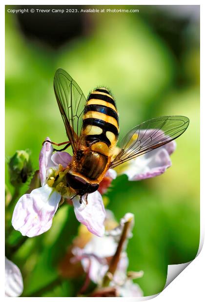Sun-kissed Honey Bee Print by Trevor Camp