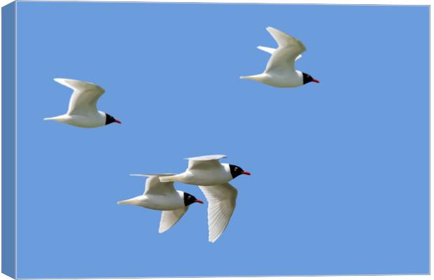 Mediterranean Gulls in Flight Canvas Print by Arterra 