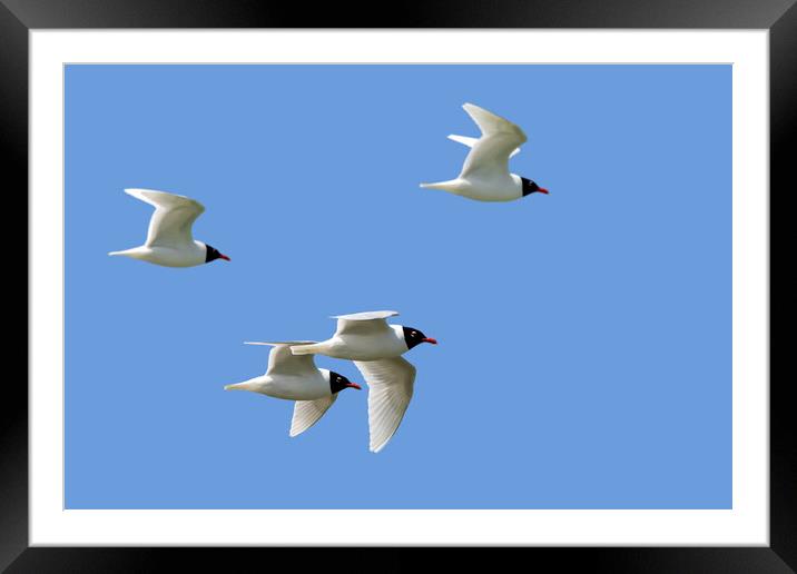 Mediterranean Gulls in Flight Framed Mounted Print by Arterra 