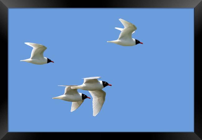 Mediterranean Gulls in Flight Framed Print by Arterra 