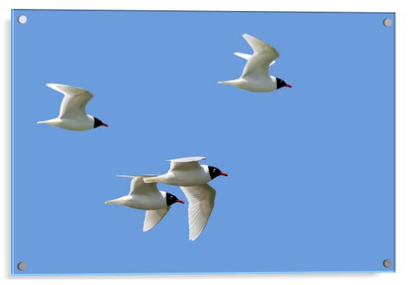Mediterranean Gulls in Flight Acrylic by Arterra 