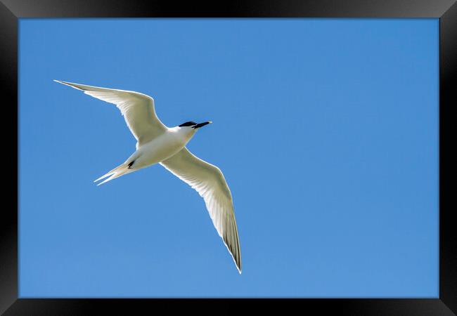 Sandwich Tern Flying Framed Print by Arterra 