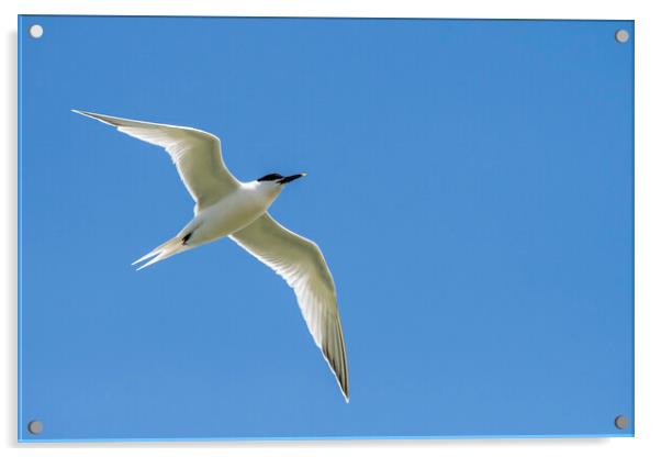 Sandwich Tern Flying Acrylic by Arterra 