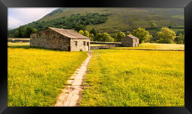 Muker Buttercup Meadows, Upper Swaledale Framed Print by Tim Hill