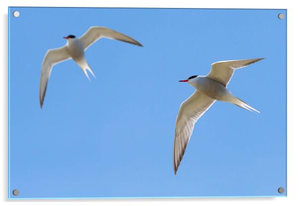 Two Common Terns Flying Acrylic by Arterra 