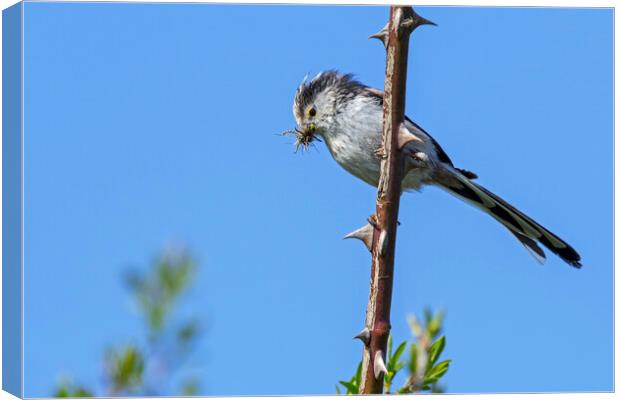 Long-Tailed Tit Canvas Print by Arterra 