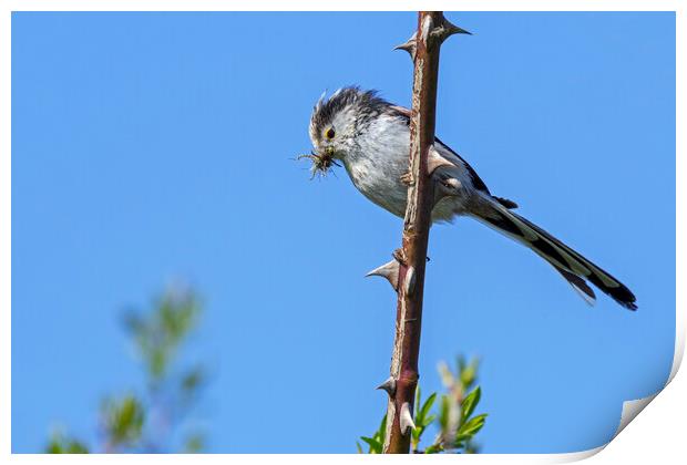 Long-Tailed Tit Print by Arterra 