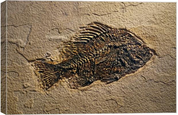 Cockerellites Liops Fossil Canvas Print by Arterra 