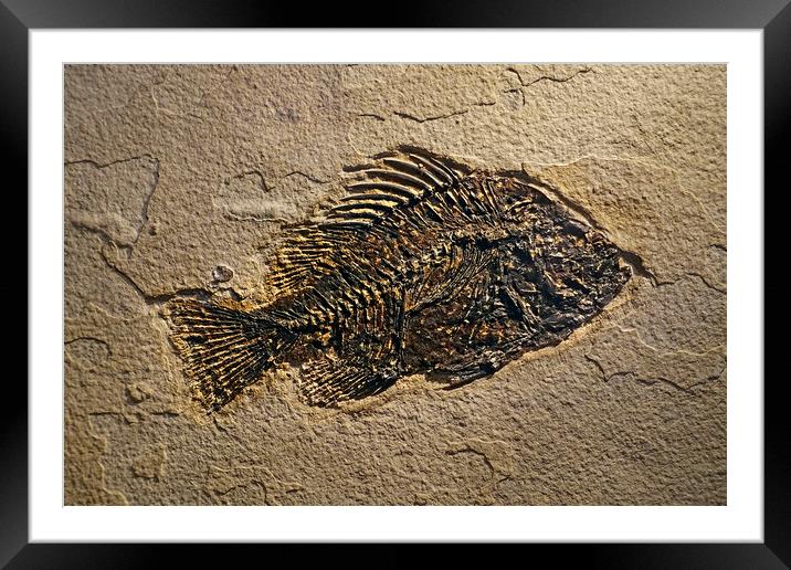 Cockerellites Liops Fossil Framed Mounted Print by Arterra 