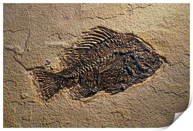 Cockerellites Liops Fossil Print by Arterra 