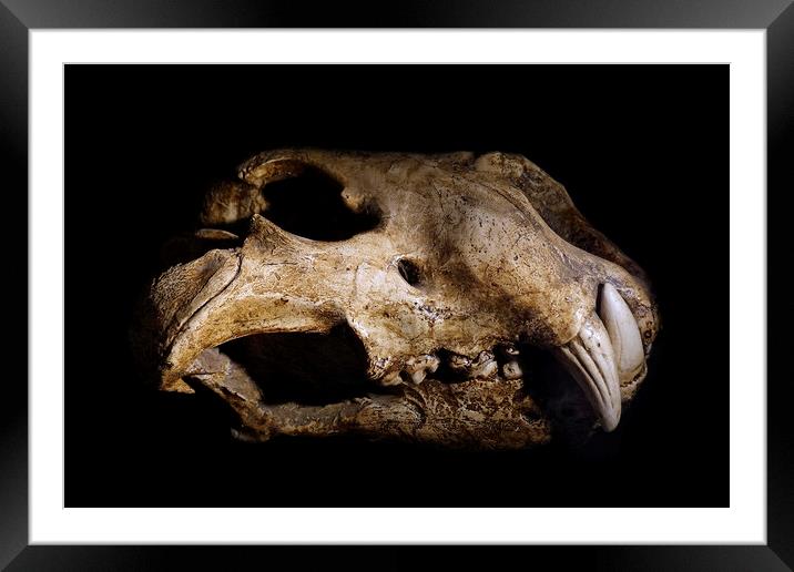 Cave Lion Skull Framed Mounted Print by Arterra 
