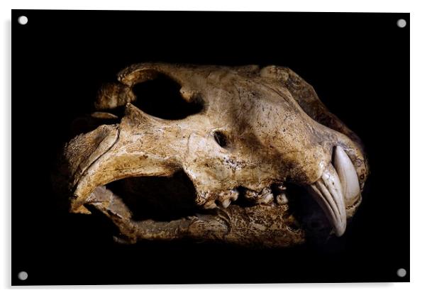 Cave Lion Skull Acrylic by Arterra 