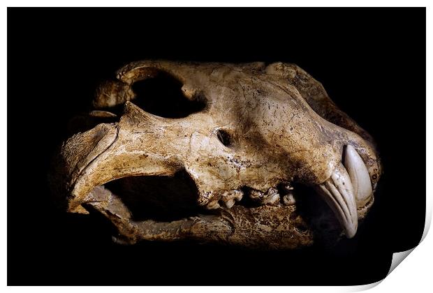 Cave Lion Skull Print by Arterra 